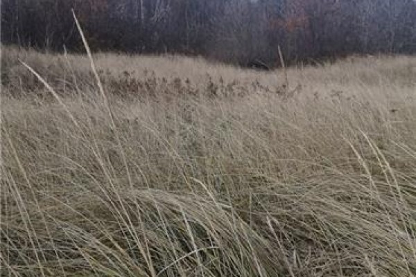 Lot Route 117, Pointe Sapin, NB E9A1S9 Photo 5