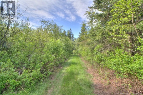 A grassy path leads through a dense forest with lush green foliage on either side under a blue sky. - Lot Route 470, West Branch