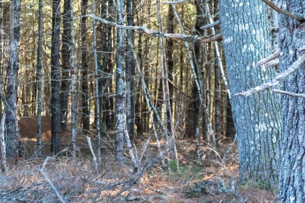 Lot Ss-1 Maple Drive, Lower Ohio, NS B0T1W0 Photo 2