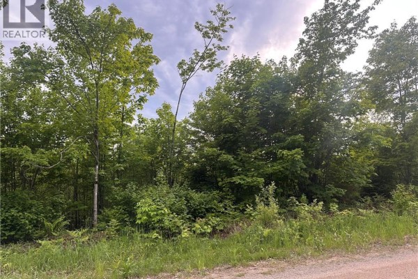 Dense green forest with tall trees and underbrush. A dirt road borders the right side. - Lot Tay Falls Road, Woodlands