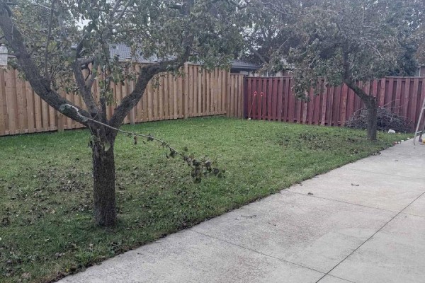 Backyard with green grass, two mature trees, and a privacy fence made of wooden planks. - Lower - 40 Summerfield Crescent, Toronto