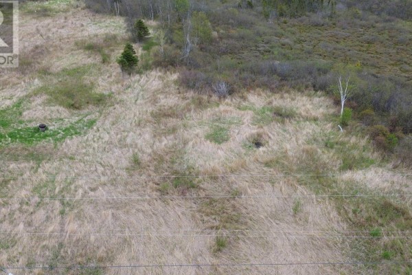 Close-up of grassy land with sparse trees and brush, showing varied terrain. - Lower Cove Road, Joggin Bridge