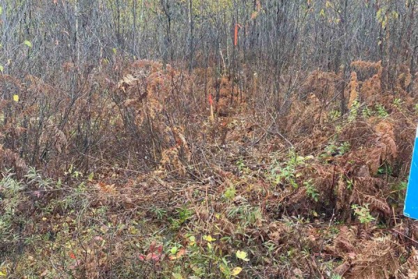 Lt 1 Con 6 54r-6390 Lot 1 Con 6 Marter Twp Road, Englehart, ON P0J1H0 Photo 4