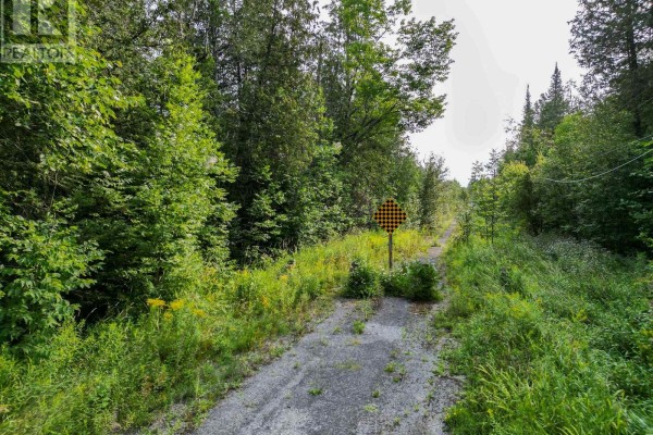 A gravel road with grassy shoulders curves around a dense stand of coniferous trees. - Lt 4 Dutch Line Road W, Trent Lakes