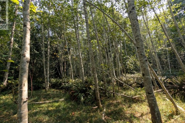 Sunlight filters through a dense forest of birch trees and ferns. - Lt A North Rd, Gabriola Island