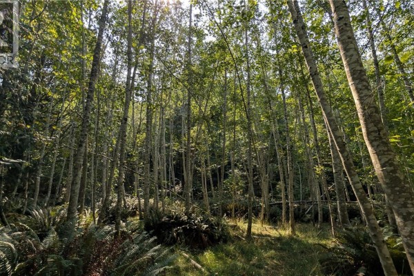 Low angle view of tall birch trees and green ferns in a forest. - Lt A North Rd, Gabriola Island