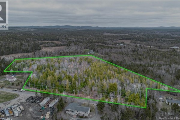 Sunlight filters through tall evergreen trees and birch trees on a wooded lot. - Mckay Loop Road, Pennfield