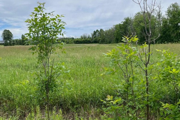 N/a Highway 48, Georgina, ON L0E1N0 Photo 3
