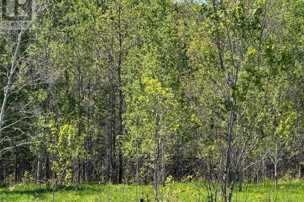 Dense green foliage of trees and surrounding brush viewed from ground level. - N/a Lagoon Lane, Little Current