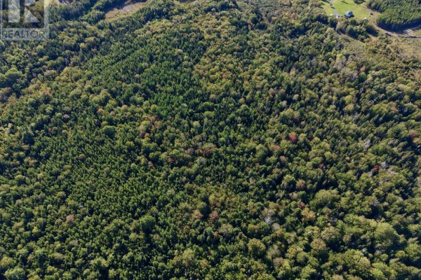 Top-down perspective of a dense, green forest with scattered patches of fall color. - No 19 Highway, Judique North
