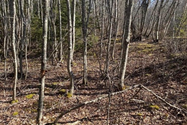 Old Halifax Road, Salt Springs, NS B0M1X0 Photo 4