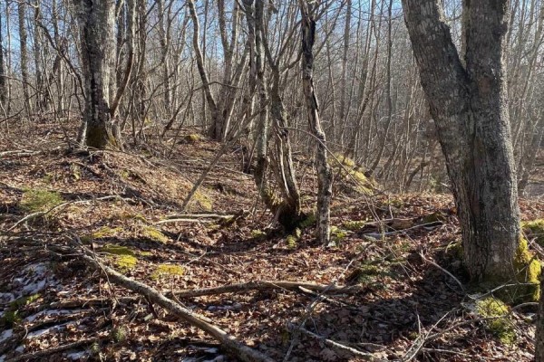 Old Halifax Road, Salt Springs, NS B0M1X0 Photo 5