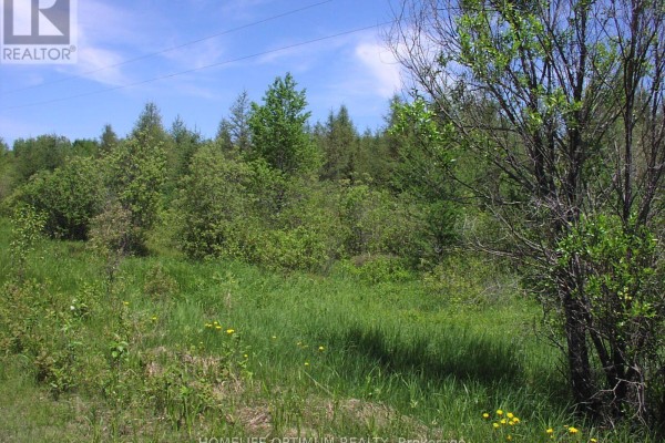Overgrown green grass and yellow wildflowers with trees and brush in the background. - Parcel 4217 Williamson Township, Val Rita Harty