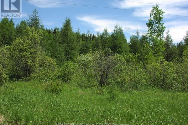 Dense green trees and bushes with tall grass in the foreground under a blue sky. - Parcel 4217 Williamson Township, Val Rita Harty