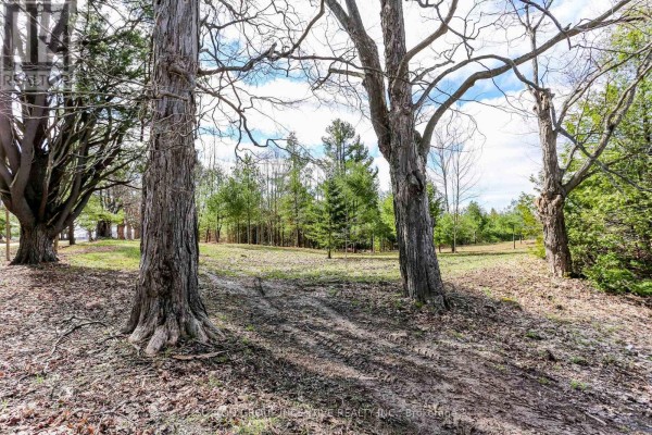 Ground-level view of bare trees with fallen leaves on the ground in a wooded area. - 2790 Old Second Road S, Springwater