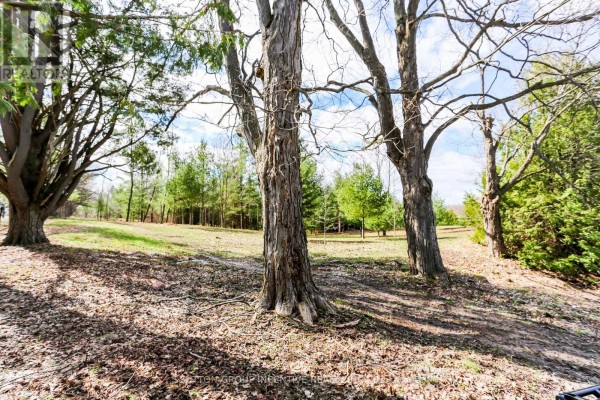 Ground view of several large trees with bare branches and dappled sunlight on the ground. - 2790 Old Second Road S, Springwater
