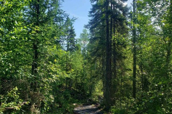 Sunlight filtering through a dense forest with tall evergreen trees. - Pcl 9194 Revell Township, Kenora