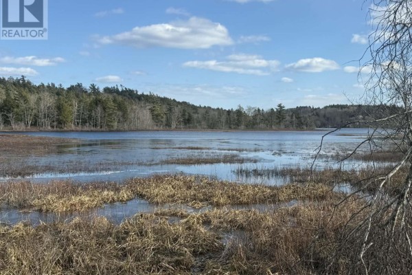 View across a body of water with dry reeds and small trees, bordered by a forest and sky. - Peninsula Road, Hebbville