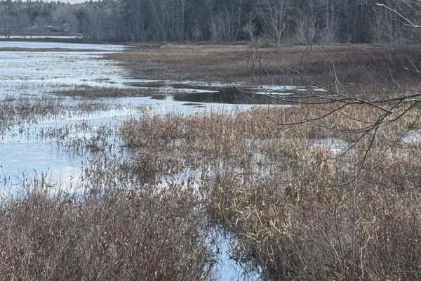 Close-up view of marshy water with dry grasses and bushes in the foreground and the lake behind. - Peninsula Road, Hebbville
