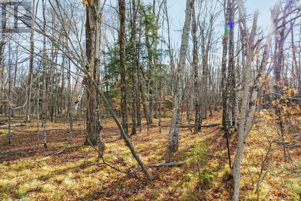 Pt 2-00 Herron Mills Road, Lanark Highlands, ON K0G1K0 Photo 5