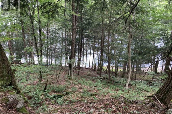View through a dense forest towards a body of water with trees and undergrowth. - Pt 3 Shadows End Lane, Magnetawan