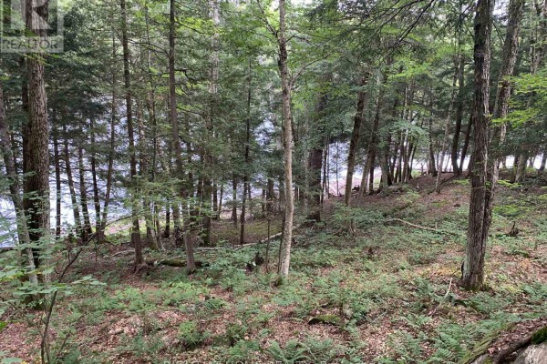 Looking through trees and ferns towards a calm lake on a cloudy day. - Pt 3 Shadows End Lane, Magnetawan