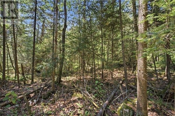 Ground-level view of a wooded area along a snow-covered road. - Pt 4 Norland, Verner