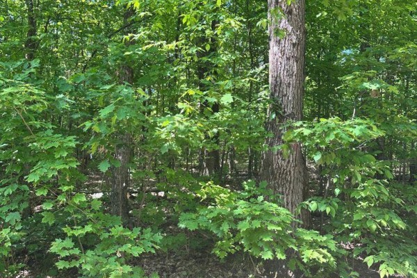 1414 Madill Road, Highlands East, ON K0M1R0 Photo 3