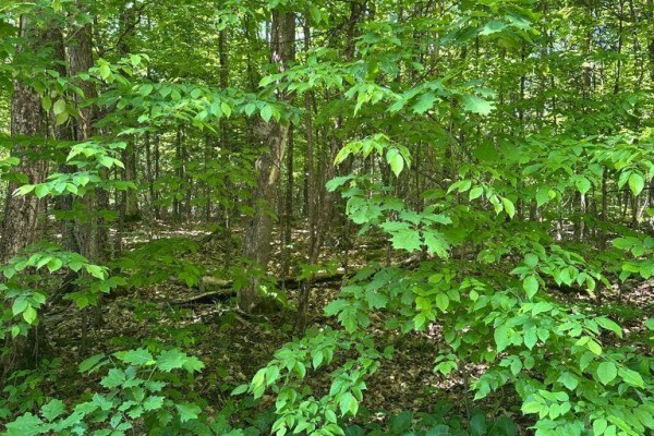 1414 Madill Road, Highlands East, ON K0M1R0 Photo 4