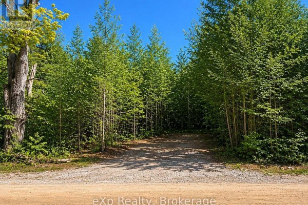 A dirt driveway leads into a dense forest with tall, young trees and a bright blue sky above. - Pt Lt 12 Concession 14, West Grey