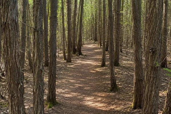 A narrow dirt path winds through a forest of tall, slender trees with sunlight filtering through the canopy. - Pt Lt 12 Concession 14, West Grey