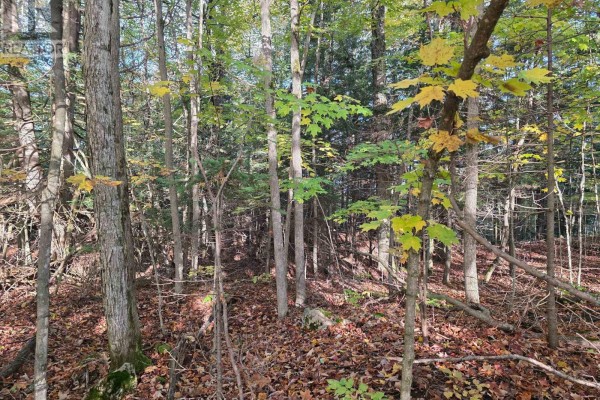 Pt Lt 13 Con 9 35 Highway, Minden Hills, ON K0M2K0 Photo 5