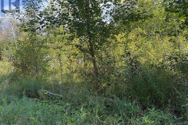 Ptlt 16 Sideroad 16a, Grey Highlands, ON N0C1H0 Photo 4