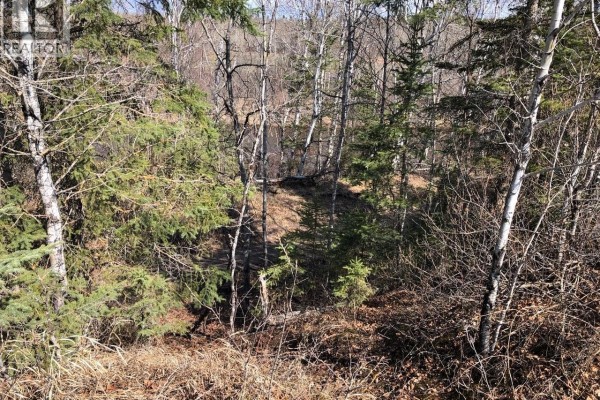 View of a wooded area with birch trees and underbrush, showcasing natural landscape. - Rec Lot 12/2, Hudson Bay Rm No  394