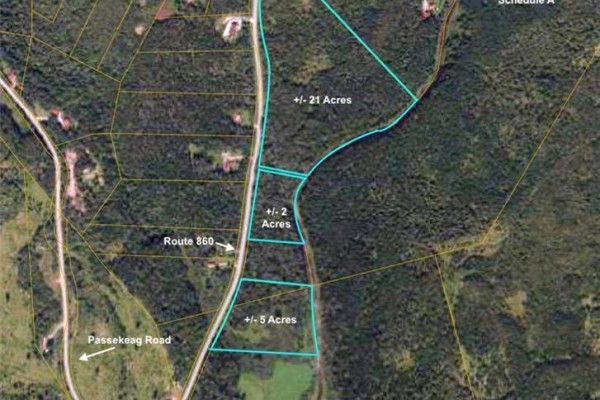 Gravel road lined with evergreen trees and patches of snow. - Route 860, Salt Springs