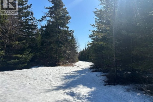 Snowy pathway through dense evergreen forest with sunlight. - Route 860, Salt Springs