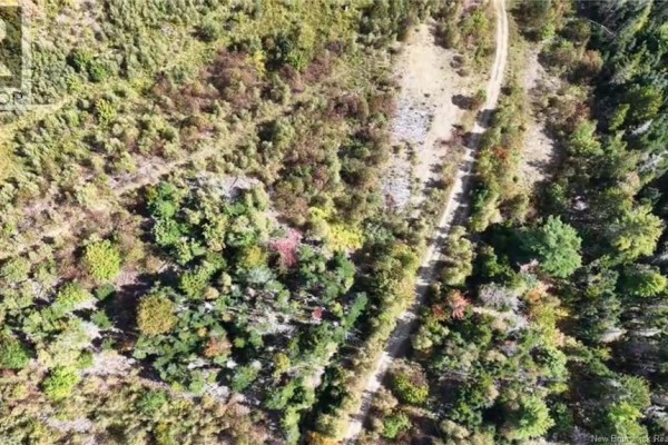 Overhead drone view of a dirt path winding through dense, mixed-foliage forest and sparse undergrowth. - Saint David Ridge Road, Oak Bay