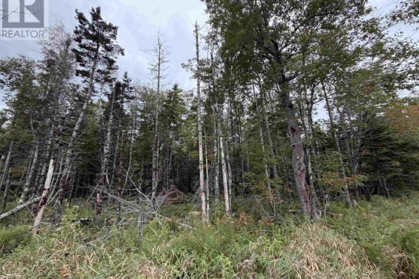 Undeveloped land featuring evergreen trees and thick underbrush next to a rural gravel road. - Sibley Road, Glenmore