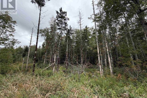 Tall evergreen trees and dense underbrush line a gravel road on a cloudy day. - Sibley Road, Glenmore