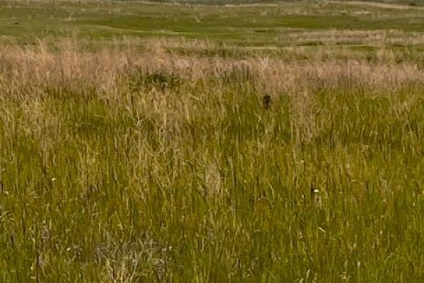 Starling Highway 11 East, Dundurn Rm No  314, SK S0K1K0 Photo 5