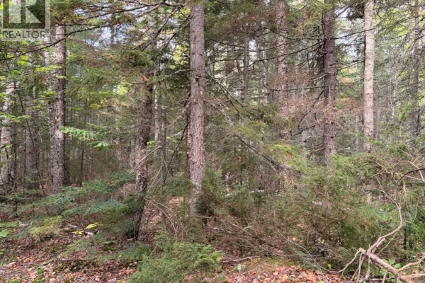 Steeves Lot Green Road, Elgin, NB E4T1T6 Photo 2