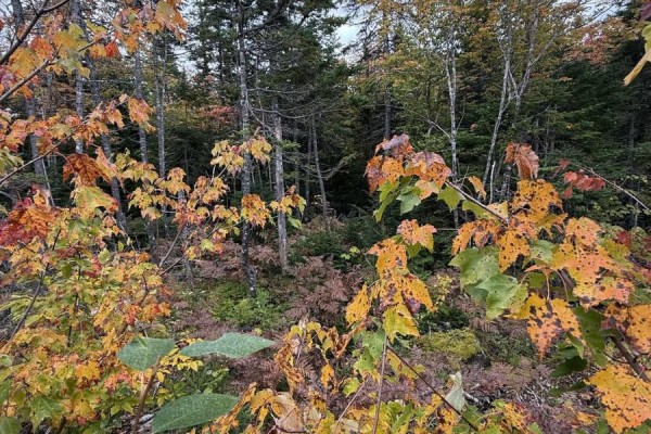 Tower Road, Mulgrave, NS B0E2G0 Photo 5