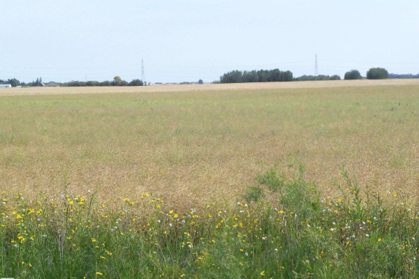 Twp 551 Rr234, Rural Sturgeon County, AB T8T2A7 Photo 4