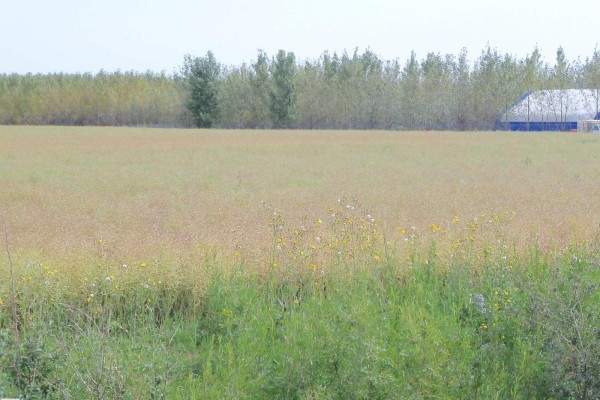 Twp 551 Rr234, Rural Sturgeon County, AB T8T2A7 Photo 5