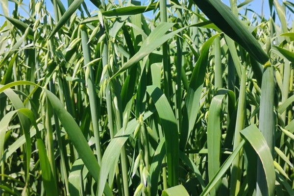 Tyvan Farm, Wellington Rm No  97, SK, photo 3