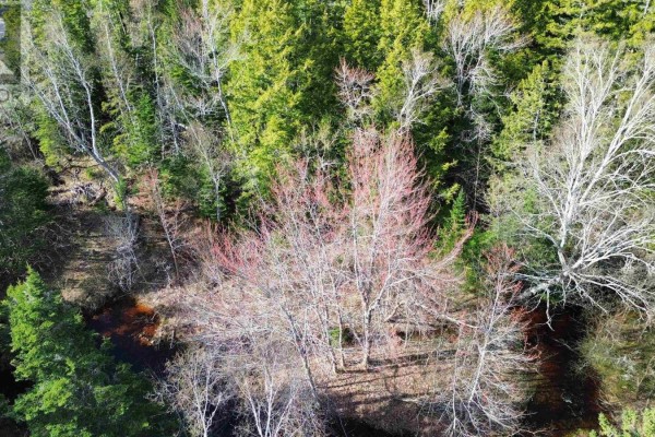 V/l 368 Highway, Wentworth, NS B0M1Z0 Photo 5
