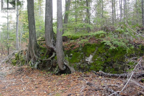 Tender trees grow out of a moss-covered rocky outcrop in a wooded area. - V/l Warner Bay Road, Bruce County