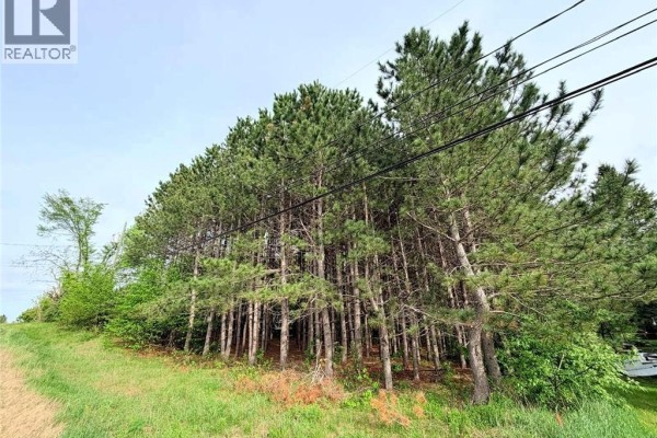 Pine trees with visible power lines above, lining a grassy embankment. - Vacant Lot 74-1a Cape Breton Rd Road, Irishtown