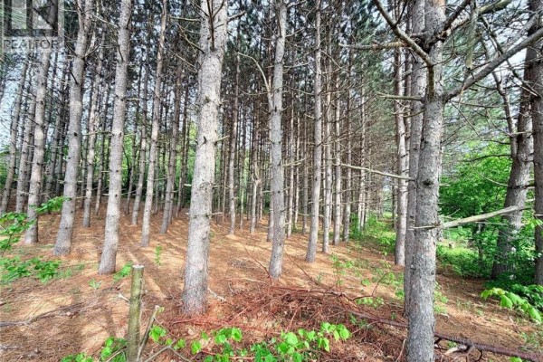 Looking through a dense forest of tall, thin pine trees on a sloped terrain. - Vacant Lot 74-1a Cape Breton Rd Road, Irishtown