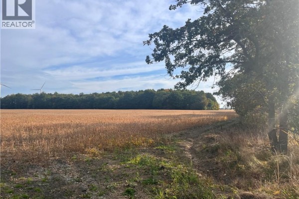 View across a dry crop field towards a line of trees, with a large oak tree in the foreground. - Vl Kings Row, Dunnville